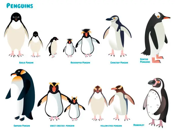 Vector illustration of Penguins