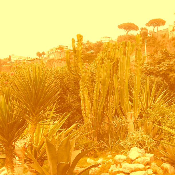 Photo effect bichromie yellow desert effect