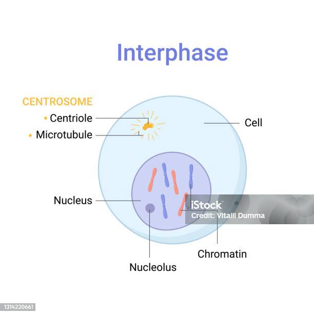 Interphase Database Boards Vector Illustration Of Mitosis Phase Interphase Stock Illustration ...