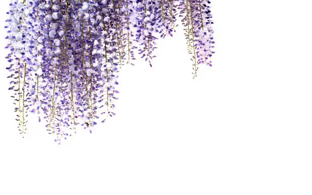 Photo of wisteria flowers isolated on white