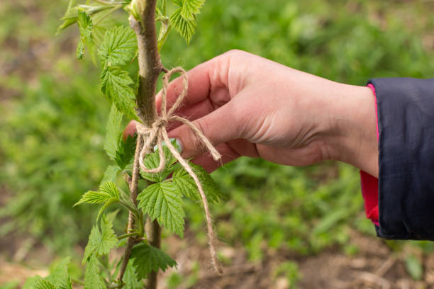 istock Trellising branch of raspberry. Hand tie raspberry with twine to trellis 1314221648