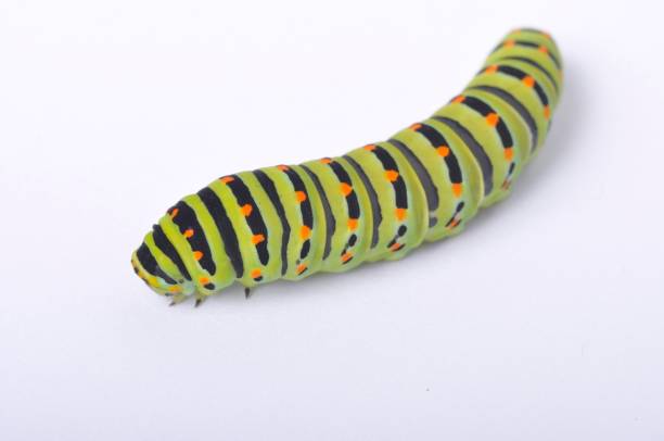 istock Swallowtail caterpillar on a white backgroung 1314222598