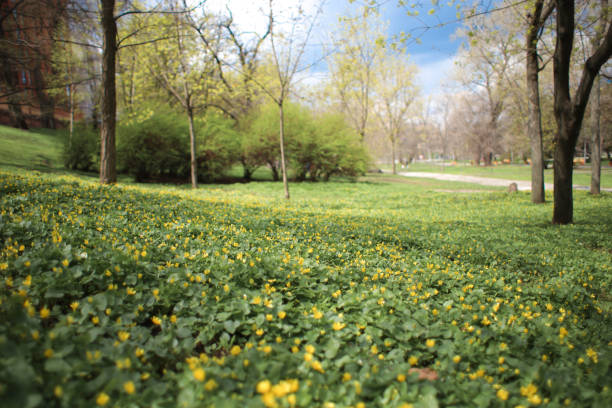 lawn of yellow spring flowers - 7678 imagens e fotografias de stock