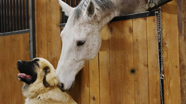 White horse nudging an appreciative dog