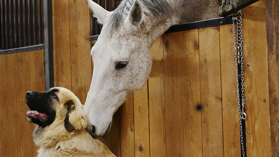 White horse nudging an appreciative dog indoors in an equestrian stable.