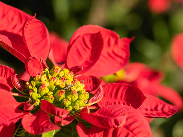 istock sun on the flower 1314227760