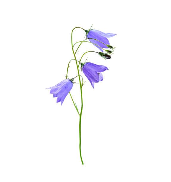 bellflower lila aislado sobre un fondo blanco - campánula fotografías e imágenes de stock