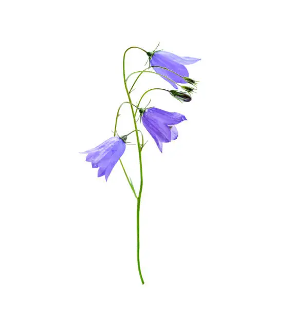 Wild flower bluebell of Campanula persicifolia also known as lilac bluebell, harebell, ladys thimble isolated on white background.