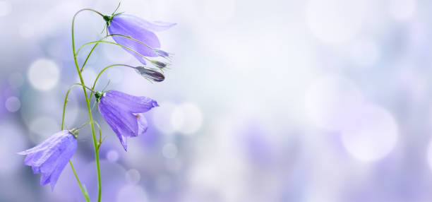 flores lilás em um fundo de natureza desfocada - campanula - fotografias e filmes do acervo