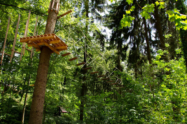 istock Wooden path in the trees 1314228956