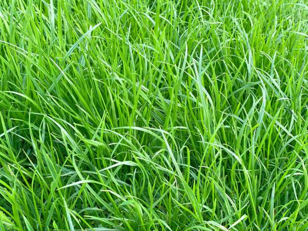 istock Green grass spring meadow background. Fresh spring grassland. Green herbs on meadow. 1314229135