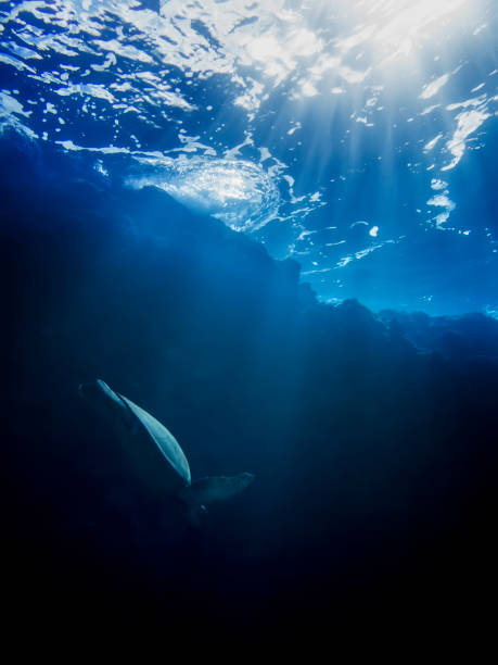 istock Hawaiian Green Sea Turtle Diving Through Rays of Light 1314230761