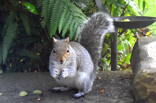 Gray squirrel looking camera, is sitting on the floor with green plants background.