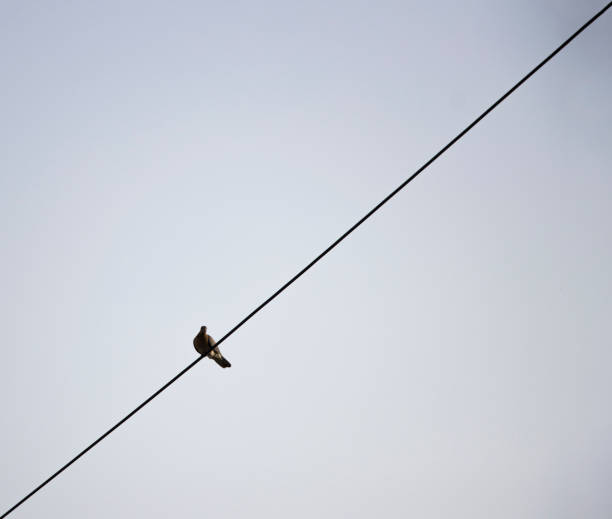 Forest Brown Color Pigeon Sitting On Electrical Line And Watching Down Forest Brown Color Pigeon Sitting On Electrical Line And Watching Down. Selective Focus shutterstock images for free stock pictures, royalty-free photos & images