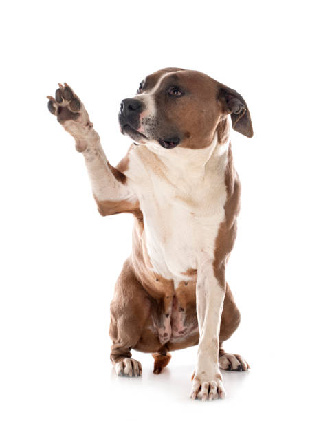 istock american staffordshire terrier 1314231928