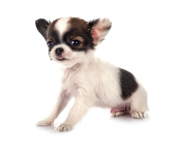 istock little chihuahua 1314233084
