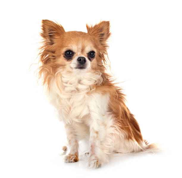 istock little chihuahua 1314233091