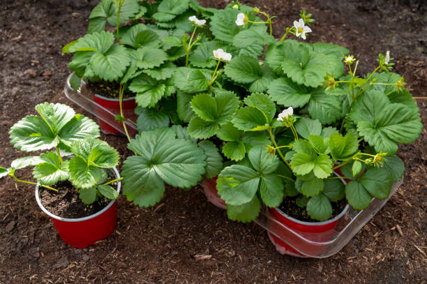 jeunes usines de fraise avec les fleurs blanches prêtes à être plantées dans le sol de jardin à l’extérieur au printemps - strawberry plant photos et images de collection