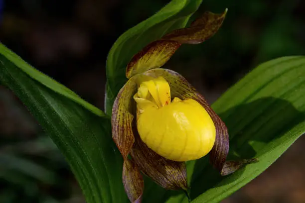 Cypripedium parviflorum, commonly known as yellow lady's slipper or moccasin flower blooming in springtime. It is a lady's slipper orchid native to North America and is widespread.