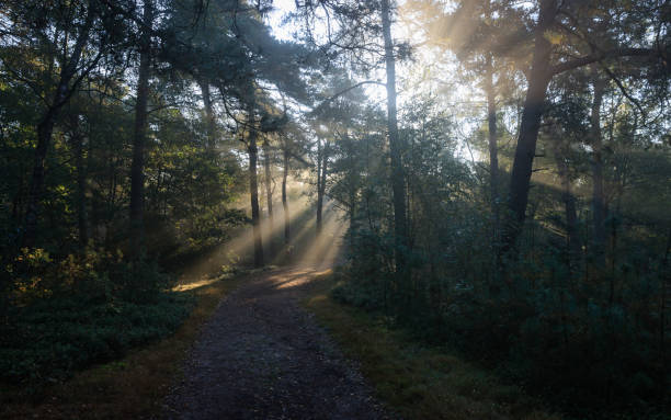 istock Sunrise in the forest, autumn landscape 1314235040