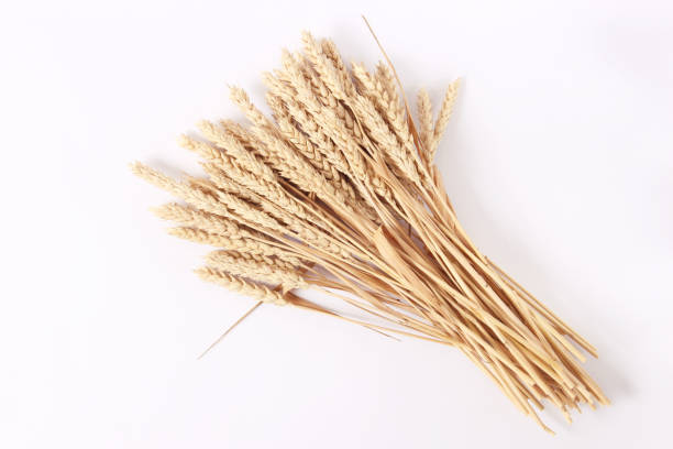 istock spikelets of wheat on a white background 1314235791