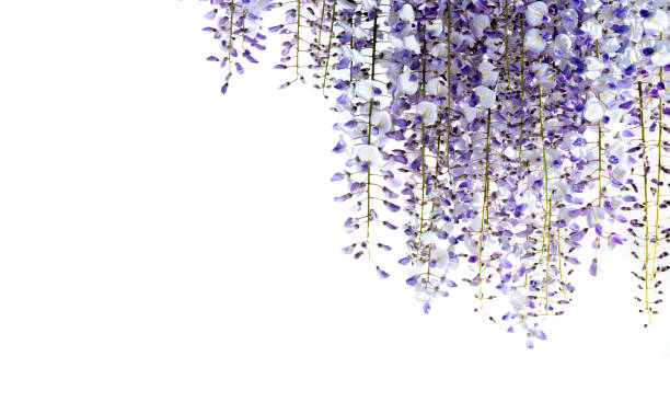 istock wisteria flowers isolated on white 1314235941