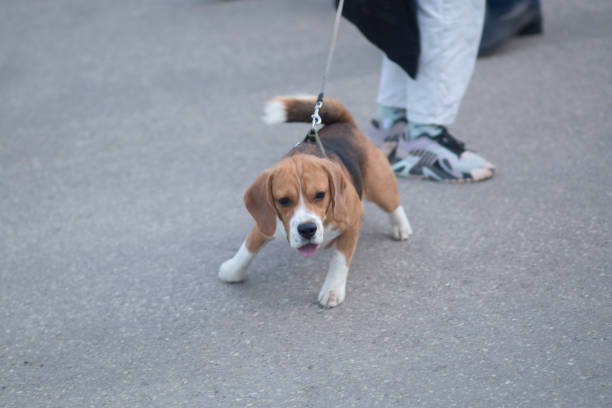 Beagle dog on a walk on a leash.Walk around the city with your dog.