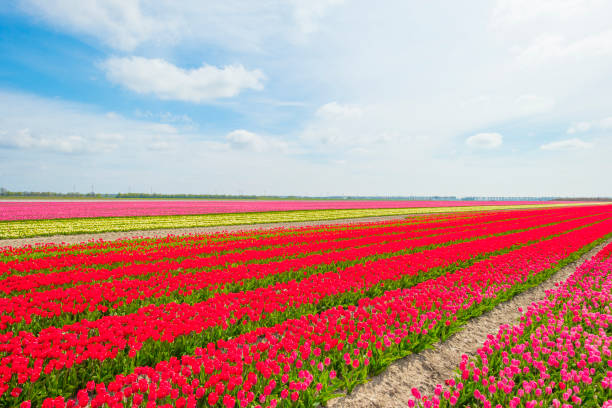 Colorful tulips in an agricultural field in sunlight in spring Colorful tulips in an agricultural field in sunlight in spring, Almere, Flevoland, The Netherlands, April 24, 2021 almere photos stock pictures, royalty-free photos & images
