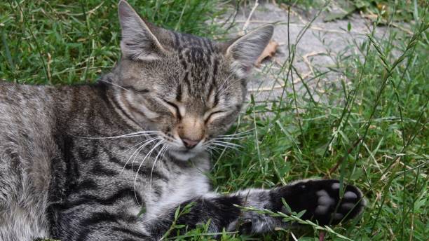 istock Young grey tabby cat with closed eyes laying among green grass and herbs 1314237895