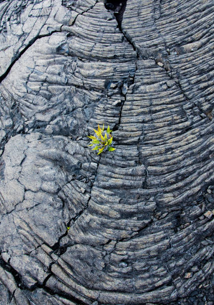 Fern Sprouting Through Lava Rock