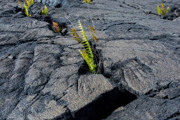 istock Resilience - Green Shoots 1314239626