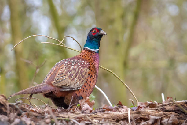 istock Male Pheasant Phasianus colchicus scavenging in a dark forest 1314239757