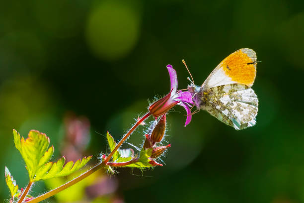 Anthocharis cardamines Orange tip male butterfly feeding on pink flower Anthocharis cardamines Orange tip male butterfly feeding on pink flower Geranium robertianum. anthocharis cardamines stock pictures, royalty-free photos & images