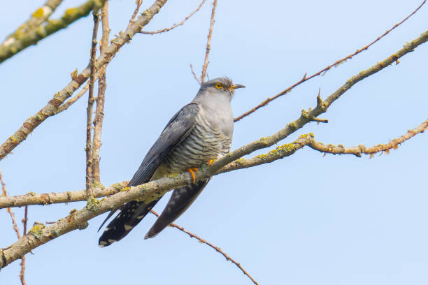 Common cuckoo, Cuculus canorus, resting and singing in a tree. Common cuckoo, Cuculus canorus, resting and singing in a tree. It is a brood parasite, which means it lays eggs in the nests of other bird species, dunnocks, meadow pipits, and reed warblers common cuckoo stock pictures, royalty-free photos & images