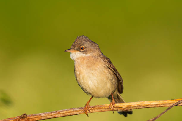 istock Whitethroat bird, Sylvia communis, foraging in a meadow 1314239774