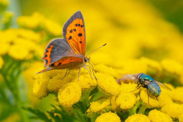 Closeup of a small or common Copper butterfly, lycaena phlaeas, feeding nectar of yellow flowers in a floral and vibrant meadow with bright sunlight.