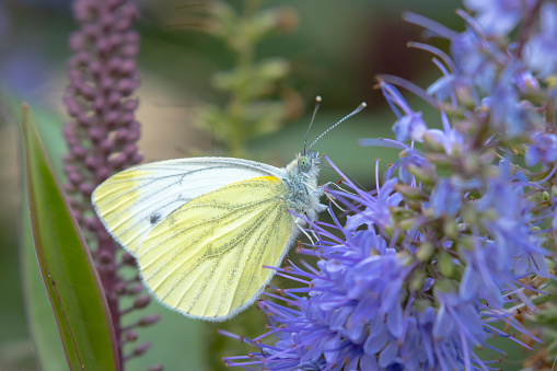 Green-veined white butterfly, Pieris napi, resting in a meadow pollinating a purple flower