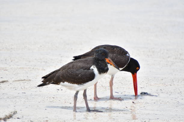 istock AMERICAN OYSTERCATCHER 1314239930