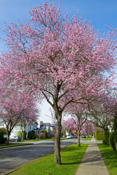 istock Pink cherry blossoming against a blue sky 1314240565