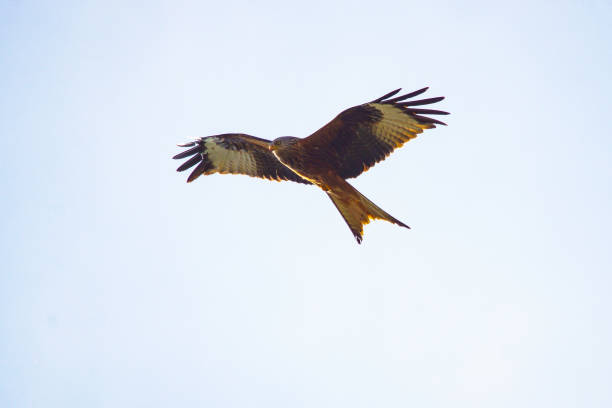 istock Bird of prey in the sky 1314240966
