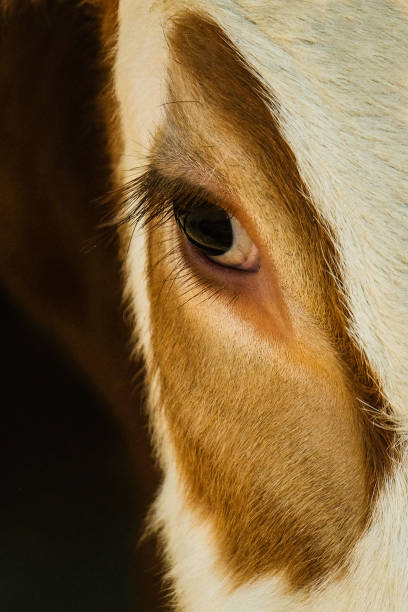 istock Eye of a beef close-up 1314241518