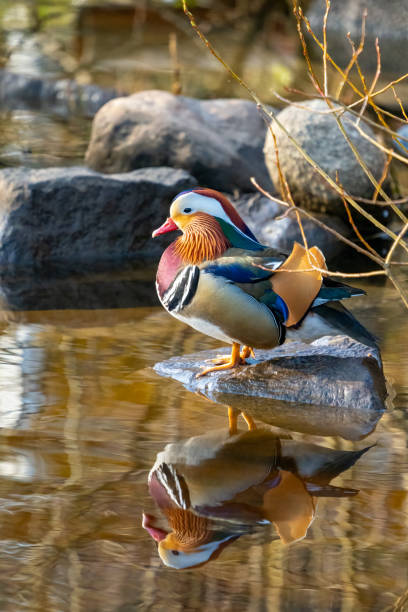 水に反射した川の岩の上に立つマンダリンアヒルの雄(エクス・ガレクレラータ) - duck pond mandarin red ストックフォトと画像