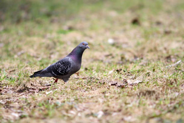 istock Wild dove walking in the spring meadow 1314241812