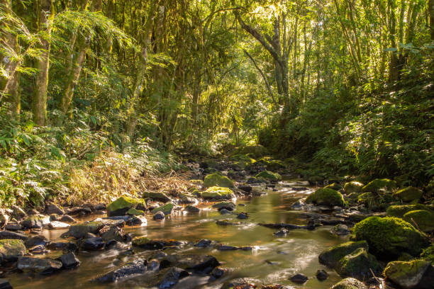 istock Stream in the forest with stone and plants 1314241886