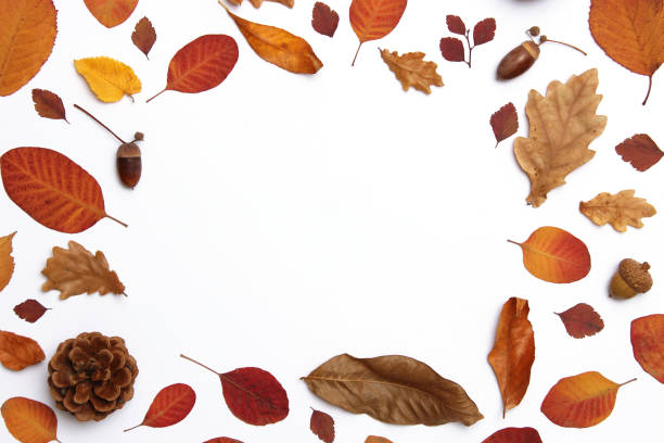 istock autumn composition of leaves on a white background top view. 1314242605