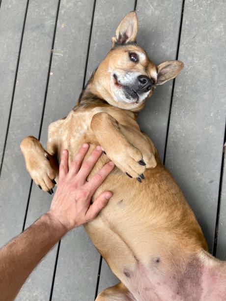 istock Happy dog getting a belly rub 1314242669