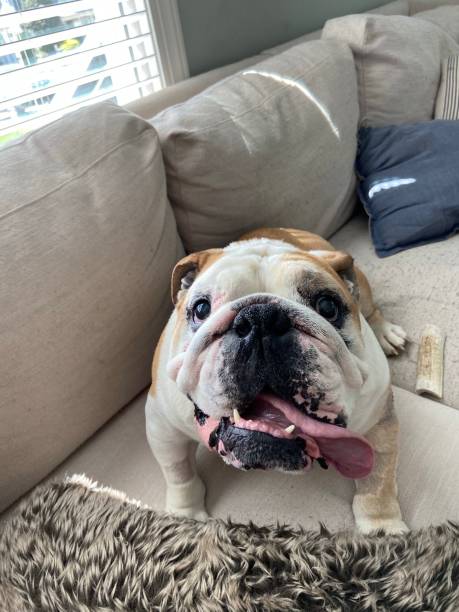 istock Happy English Bulldog 1314242718