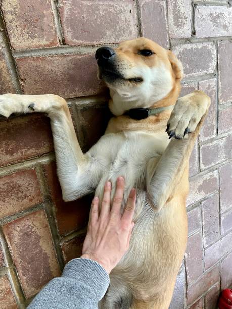 istock Happy dog getting a belly rub 1314242834