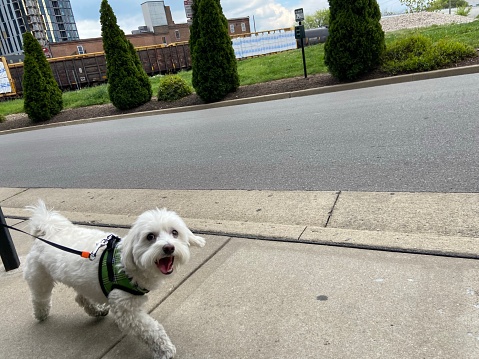 Happy dog on a walk.