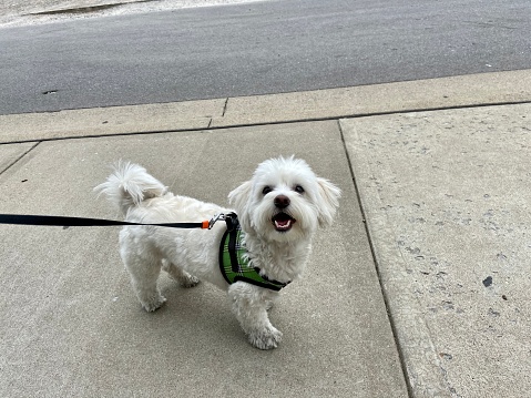 Happy dog on a walk.